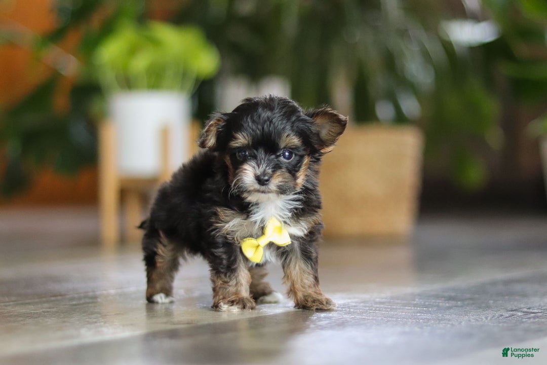 Yorkiepoo dogs for sale: Drakkar - Ad 7