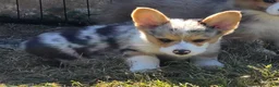Welsh Corgi Pembroke dogs for sale: Stunning Stanley  - Ad 5