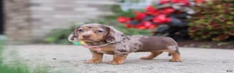 Miniature Dachshund dogs for sale: Ivy - Ad 3