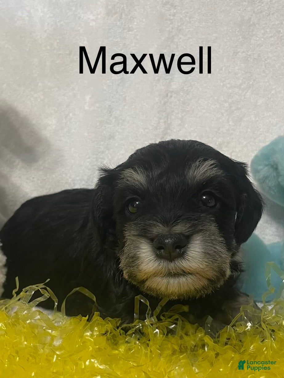 Miniature Schnauzer dogs Miniature Schnauzer Puppy 1 Maxwell - Ad 2