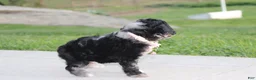 Miniature Poodle dogs for sale:  Bella - Ad 8