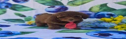 Mixed Breed dogs for sale: Jack  - Ad 3