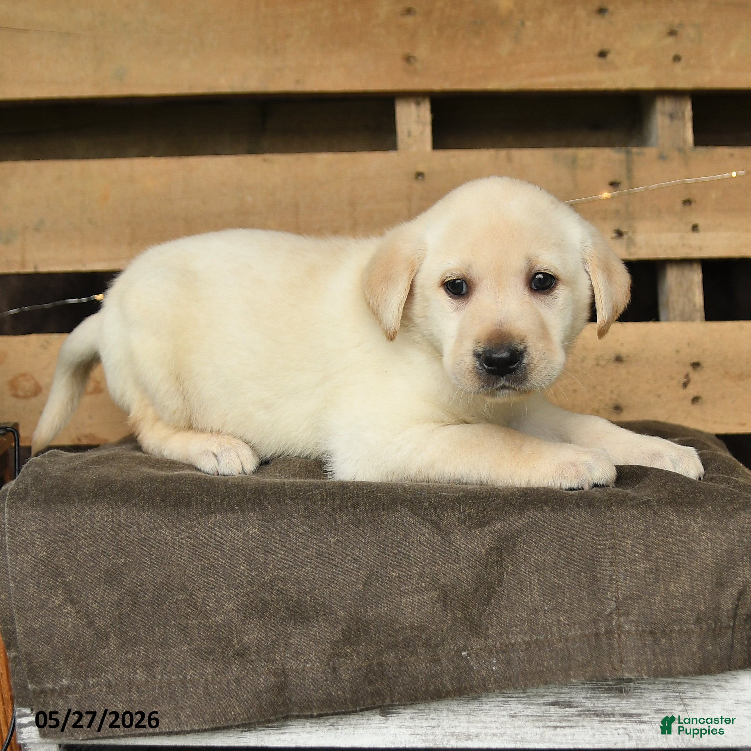 Labrador Retriever dogs Fancy - Ad 2