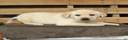 Labrador Retriever dogs for sale: Fancy - Ad 2