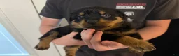 Rottweiler dogs for sale: Rottweiler Puppy 6 - Ad 5