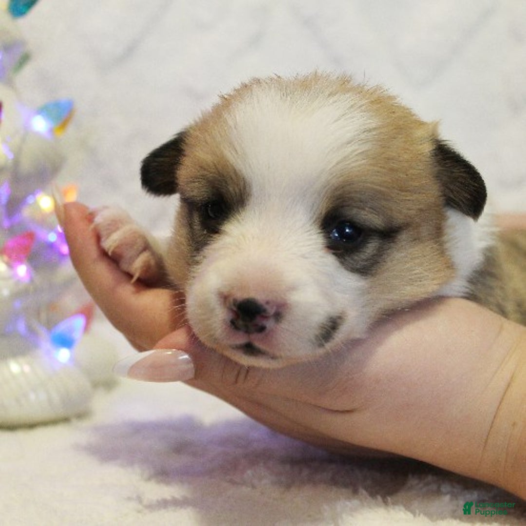 Welsh Corgi Pembroke dogs for sale: Blitzen Genetically CLEAR - Ad 3