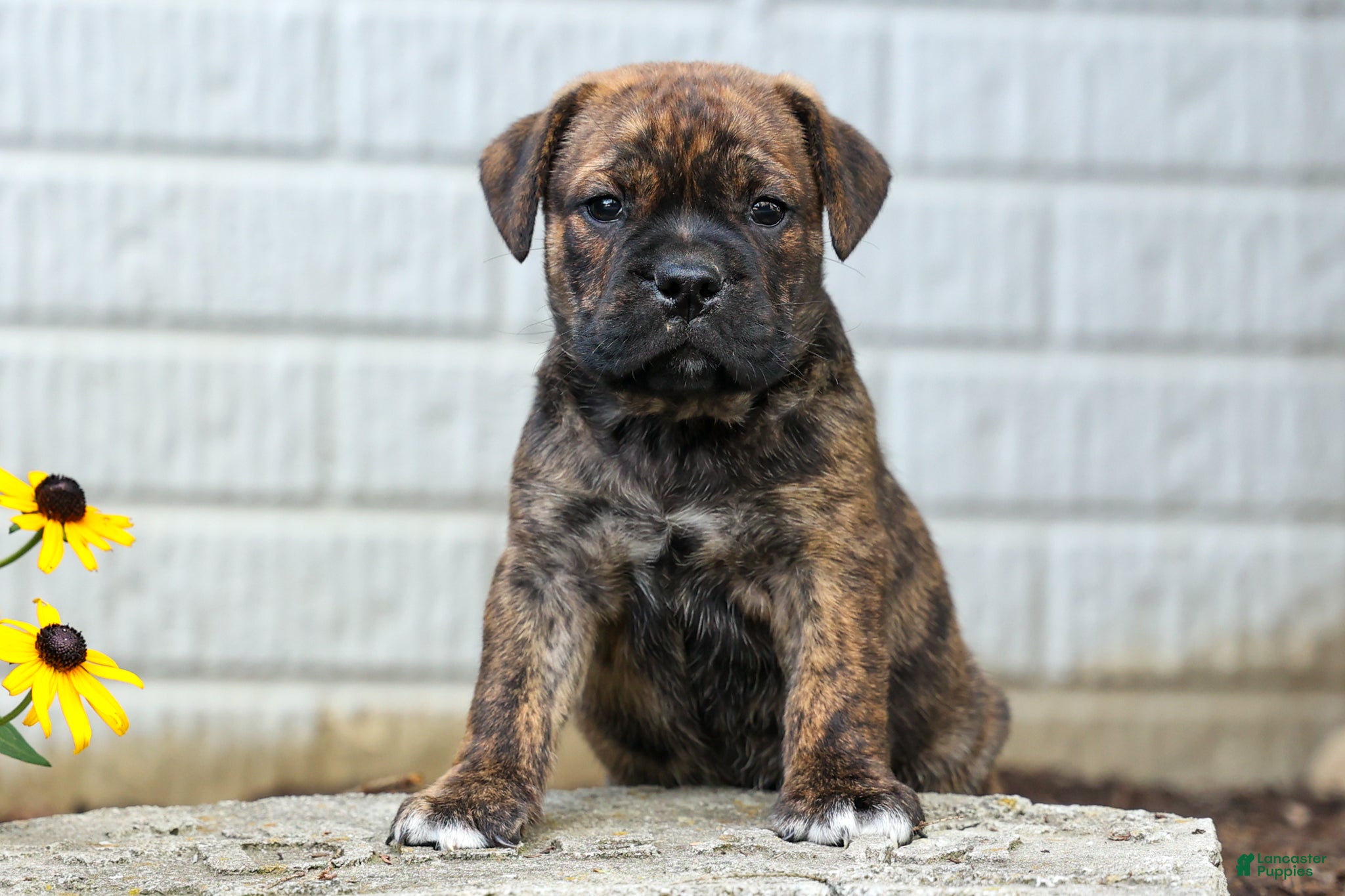 Beabull dogs Ashton  - Ad 2