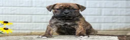 Beabull dogs for sale: Ashton  - Ad 11