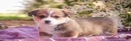 Welsh Corgi Pembroke dogs for sale: Ramona - Ad 1