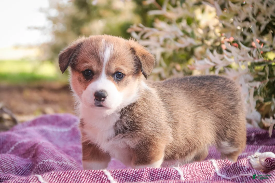 Welsh Corgi Pembroke dogs for sale: Ramona - Ad 1