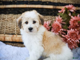Havanese dogs - Ad 13