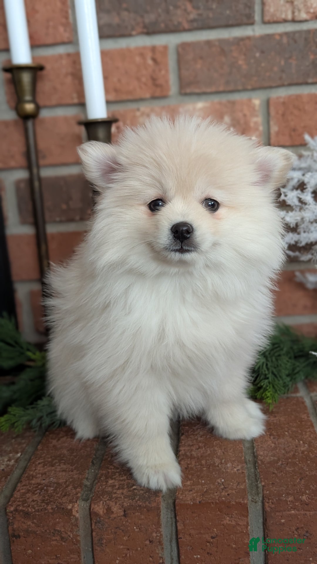 Pomsky dogs for sale: Jill  - Ad 3