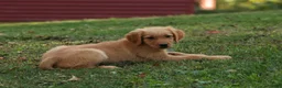 Golden Retriever dogs for sale: Jo Golden Retriever  - Ad 5