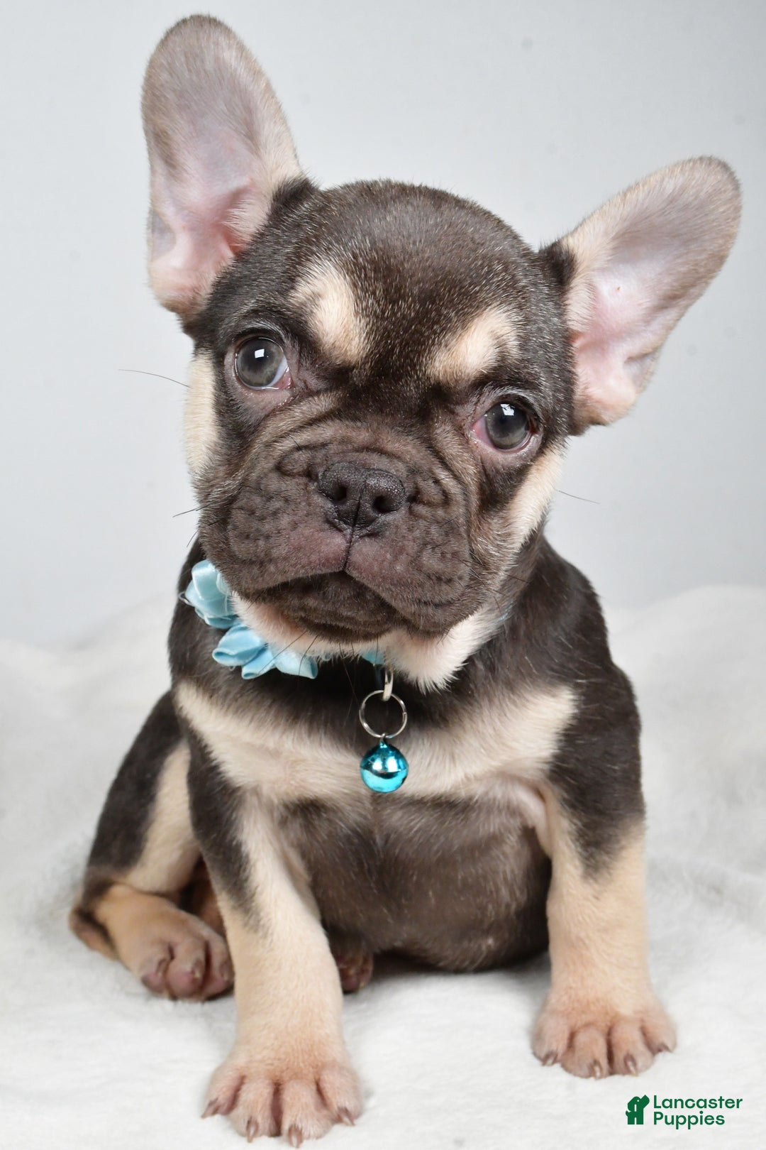 French Bulldog dogs for sale: Ellia  - Ad 4
