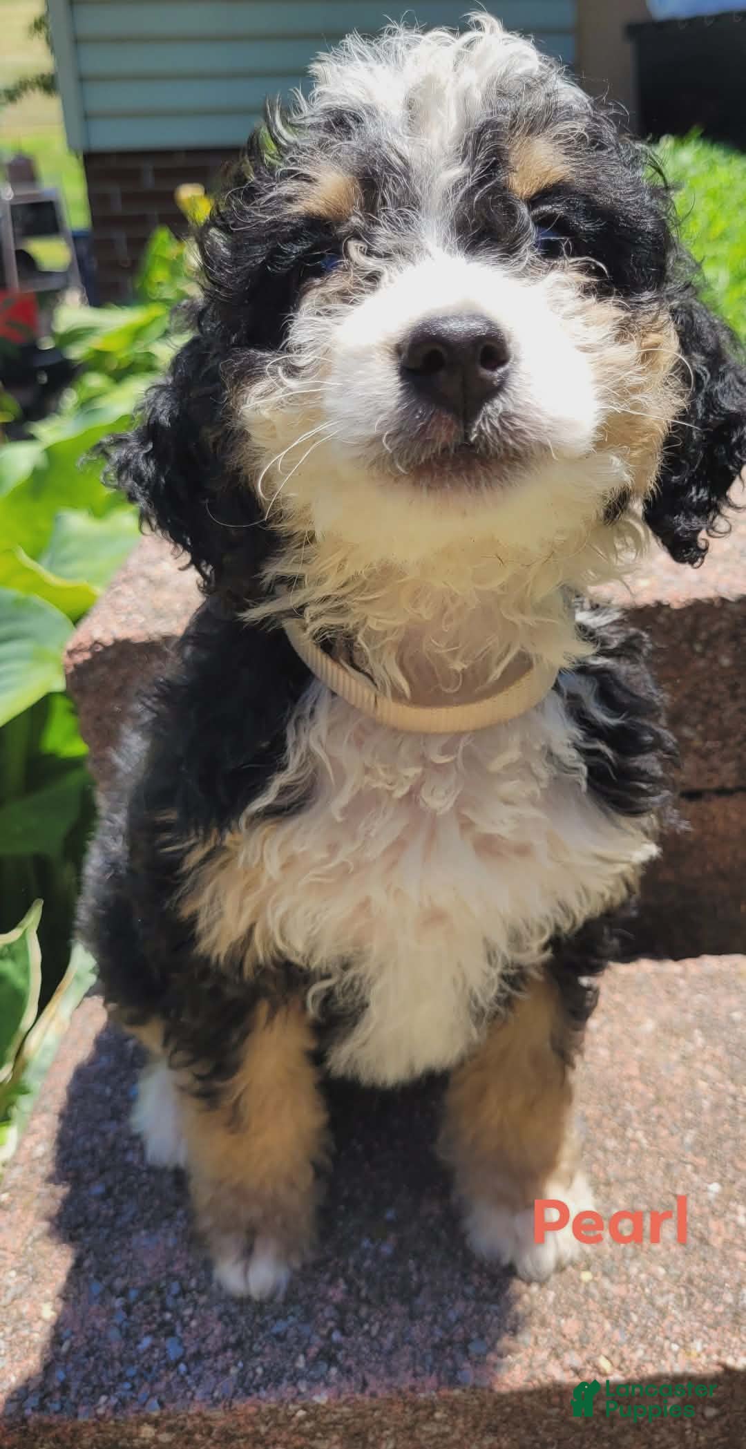 Mini Bernedoodle dogs Pearl - Ad 2