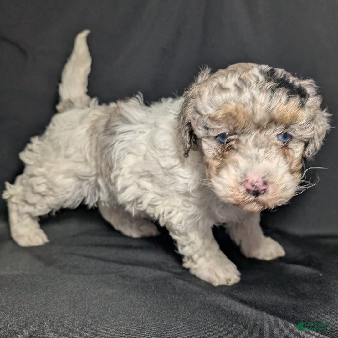 Mixed Breed dogs for sale: Molly  - Ad 1