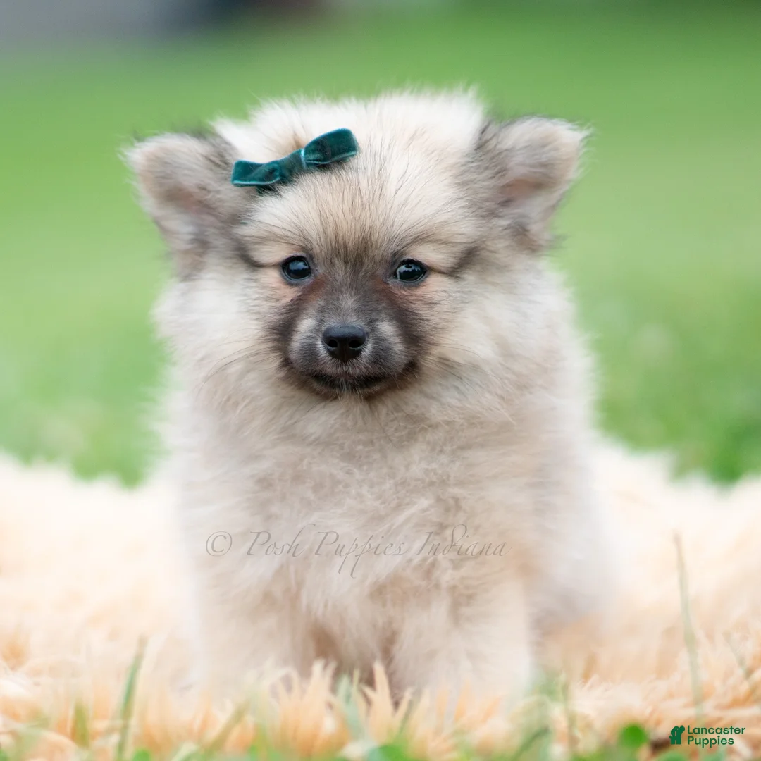 Pomeranian dogs for sale: Knight - Ad 2
