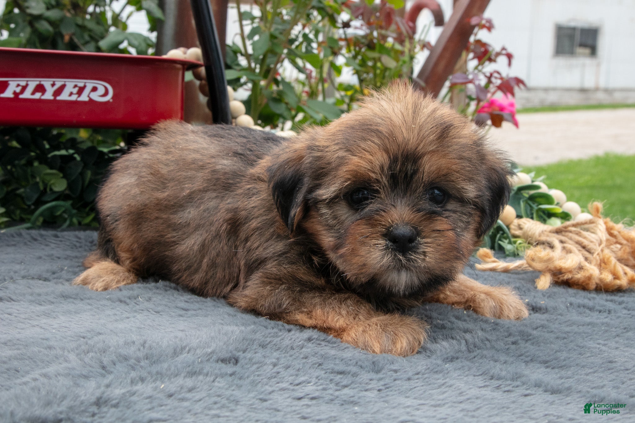 Morkie dogs Christine - Ad 1