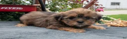 Morkie dogs for sale: Christine - Ad 1