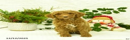 Goldendoodle dogs for sale: Kelsey - Ad 4
