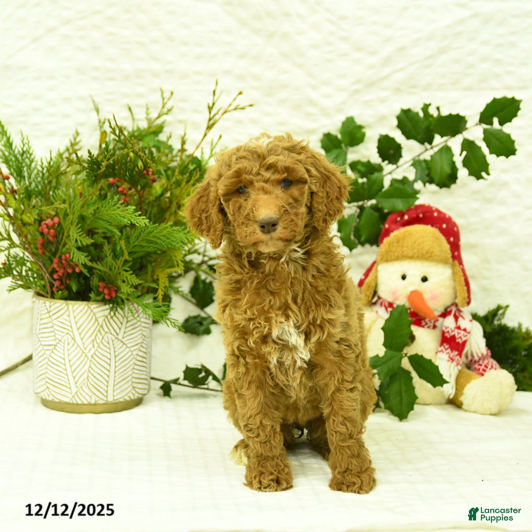 Goldendoodle dogs for sale: Kelsey - Ad 4