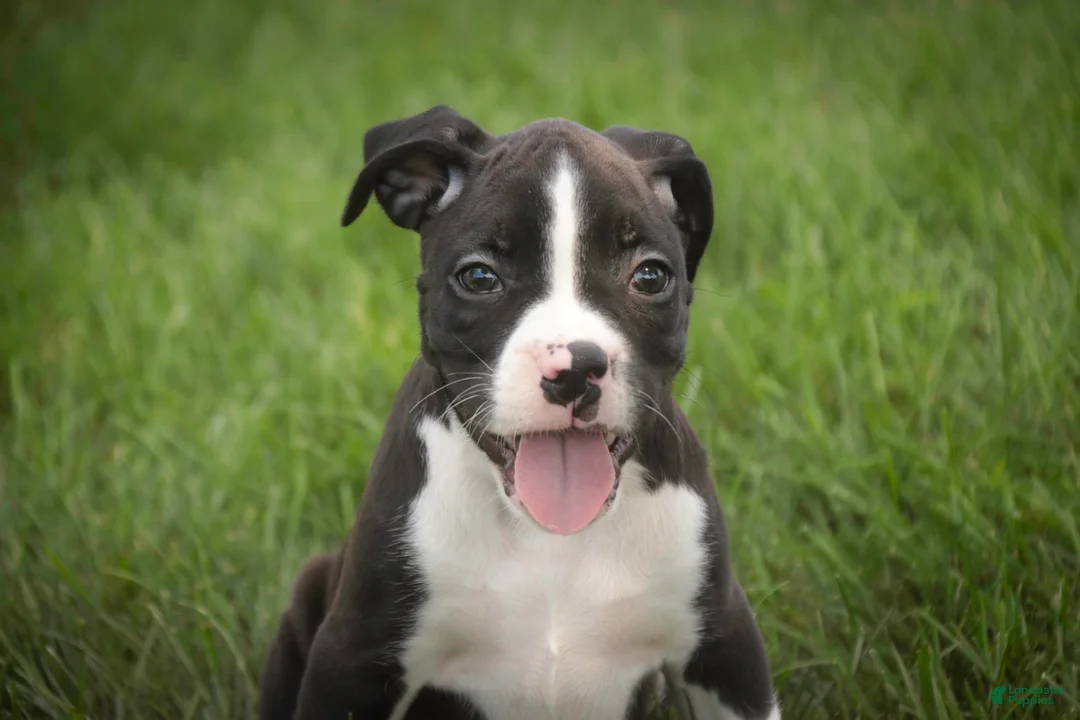 Boxer dogs for sale: Prince - Ad 1