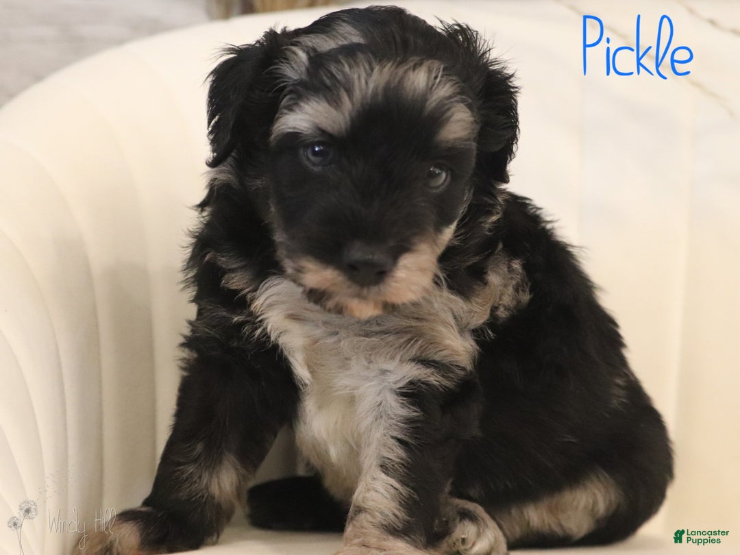 Mini Aussiedoodle dogs for sale: Pickle - Ad 5