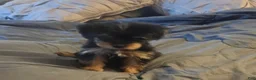 Yorkshire Terrier dogs for sale: Baby - Ad 3