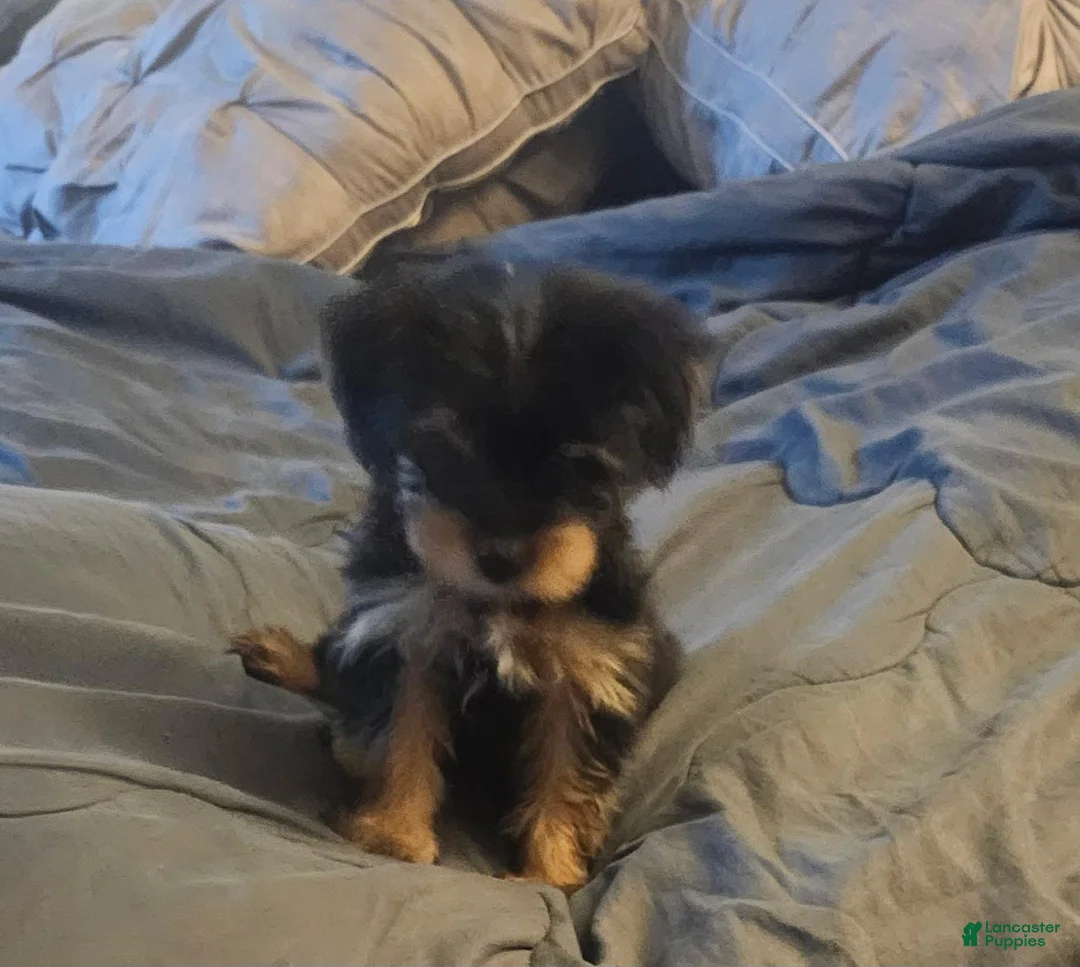 Yorkshire Terrier dogs for sale: Baby - Ad 3