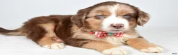 Miniature Australian Shepherd dogs for sale: Flynn - Ad 8