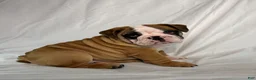 English Bulldog dogs for sale: Rosie - Ad 4