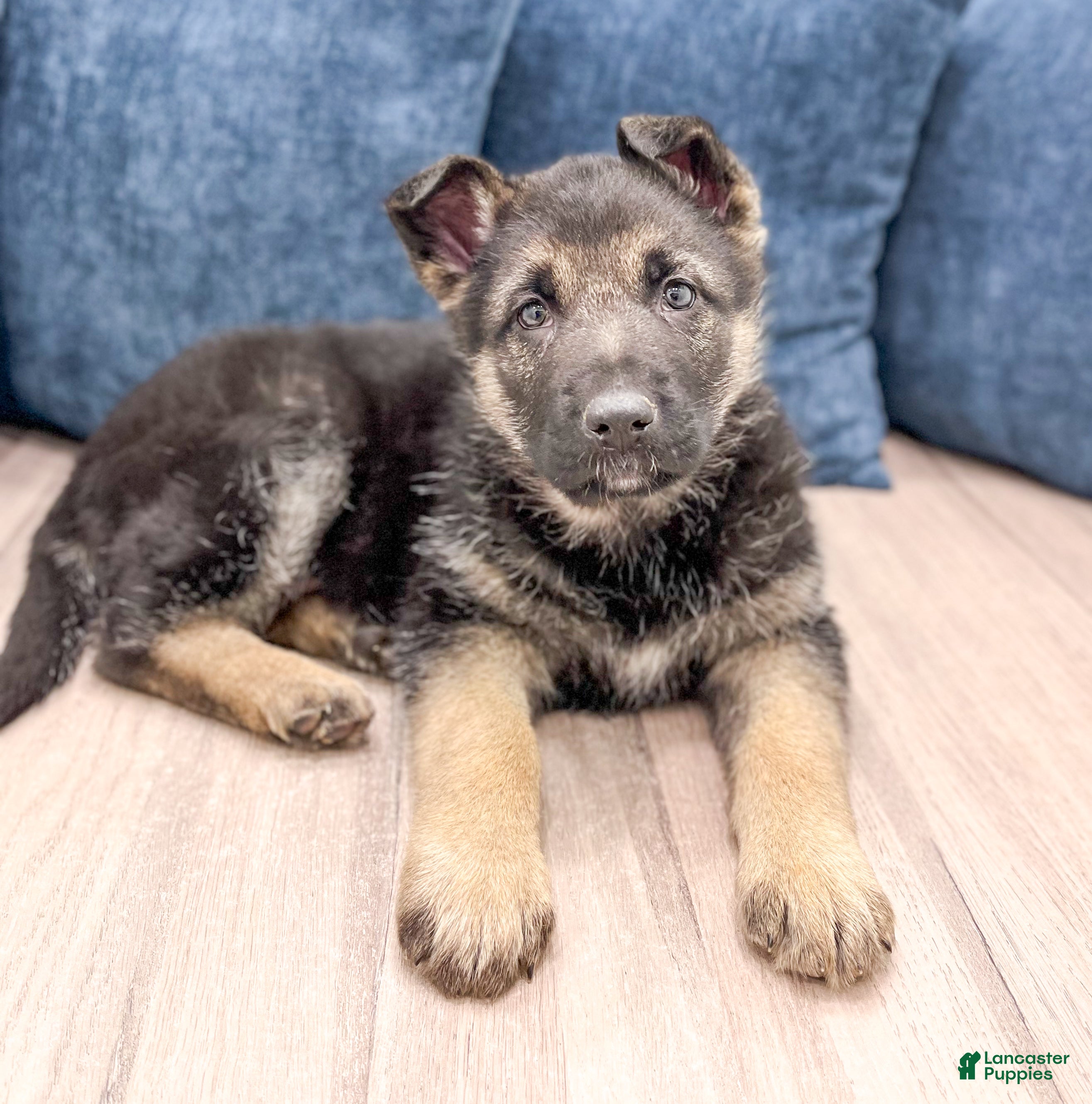 German Shepherd dogs Kandy - Ad 2