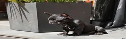 French Bulldog dogs for sale: Lilo - Solid Black Female (No brindle) - Rare - Ad 8