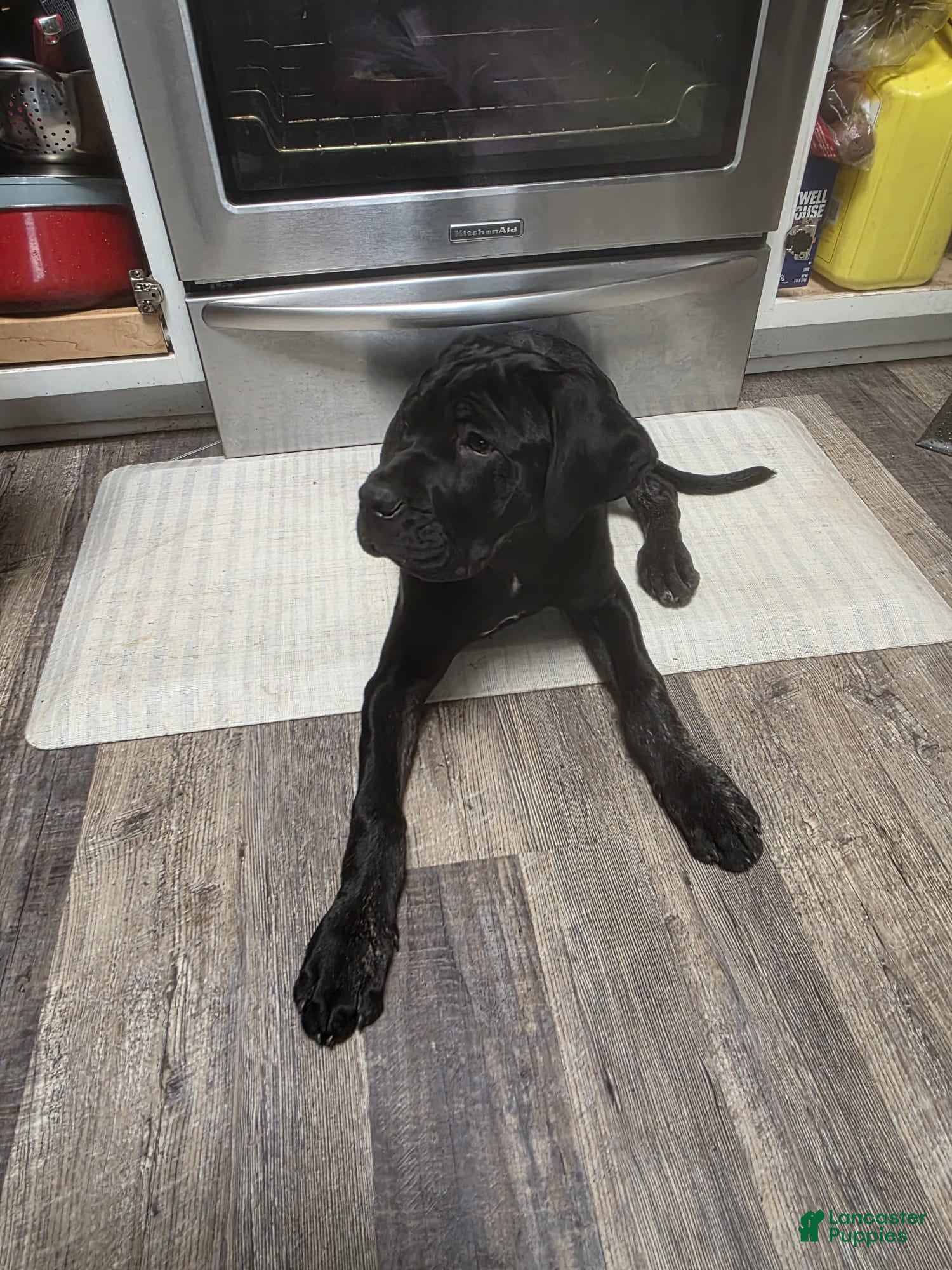 Cane Corso dogs Cane Corso Puppy 1 - Ad 1