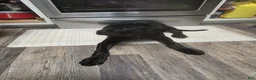 Cane Corso dogs for sale: Cane Corso Puppy 1 - Ad 1