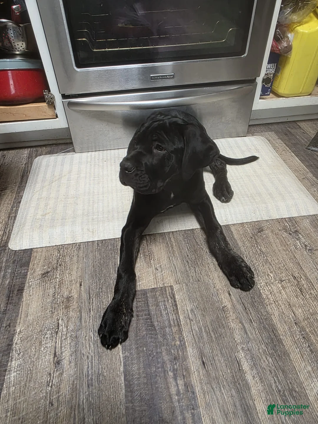 Cane Corso dogs for sale: Cane Corso Puppy 1 - Ad 1