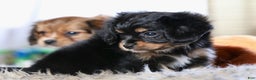 Mixed Breed dogs for sale: Cavalon Midnight - Ad 12