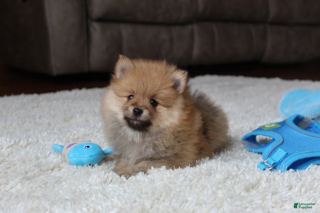 Pomeranian dogs for sale: Kody - Ad 12