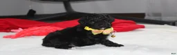 Yorkiepoo dogs for sale: Rocky - Ad 8