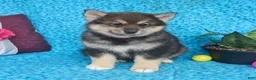 Pomsky dogs for sale: Olive  - Ad 5