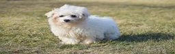 Maltese dogs for sale: Landon - Ad 2