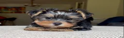 Yorkshire Terrier dogs for sale: Kaya - Ad 1