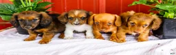 Miniature Dachshund dogs for sale: Bryce - Ad 10