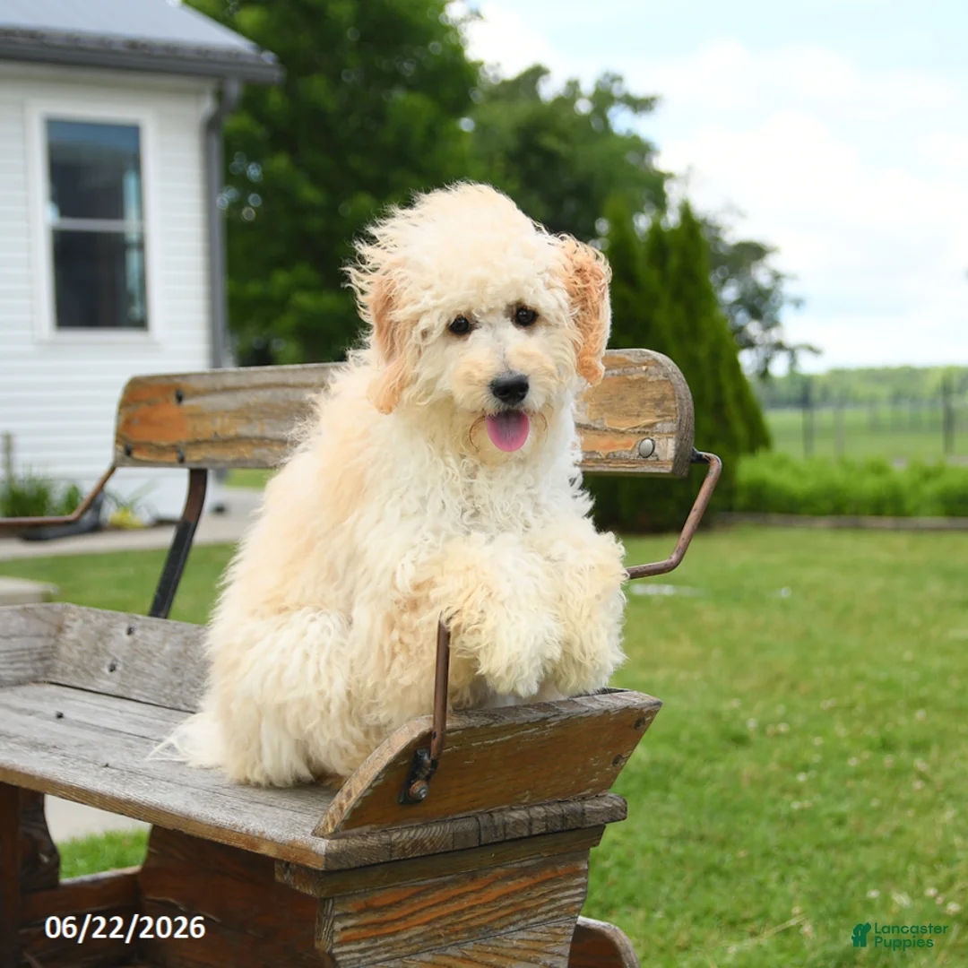 Goldendoodle dogs for sale: Stella - Ad 1