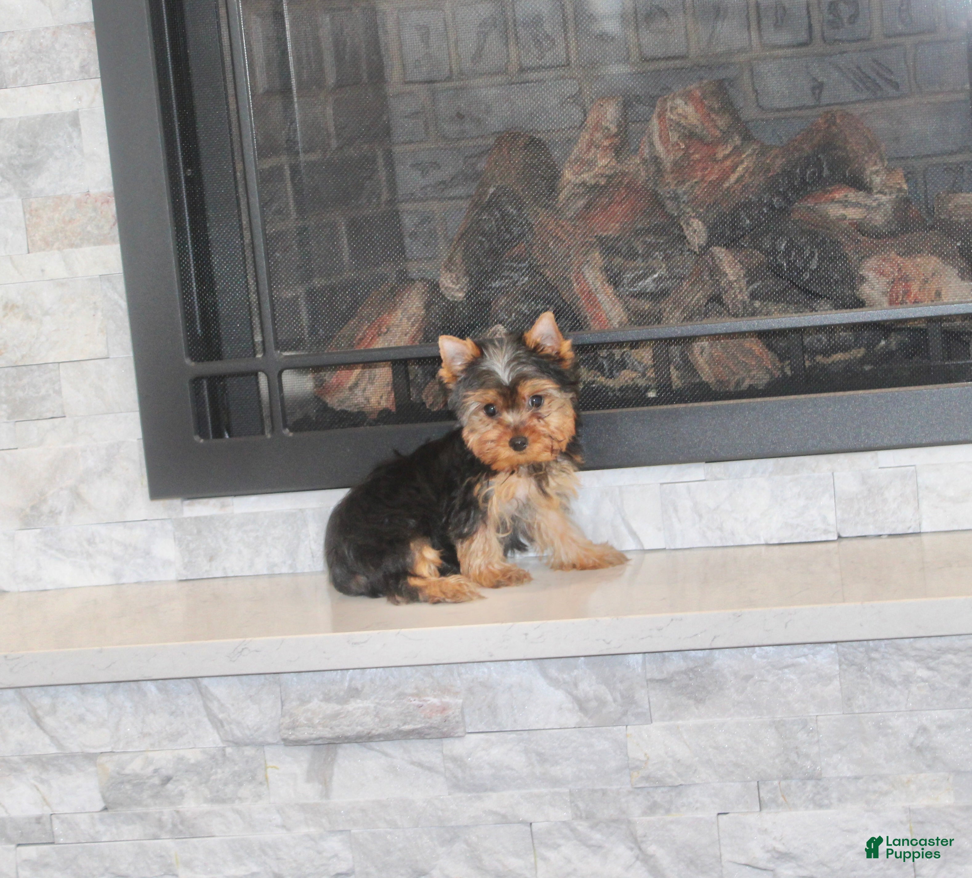 Yorkshire Terrier dogs Rocket - Ad 42