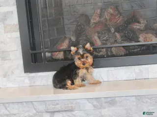 Yorkshire Terrier dogs Rocket - Ad 42