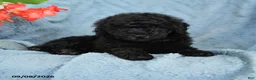 Miniature Poodle dogs for sale: Koffee - Ad 3