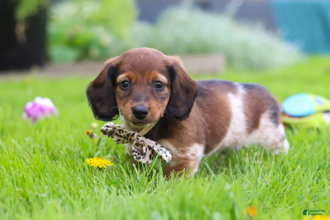 Miniature Dachshund dogs for sale: Tony - Ad 1