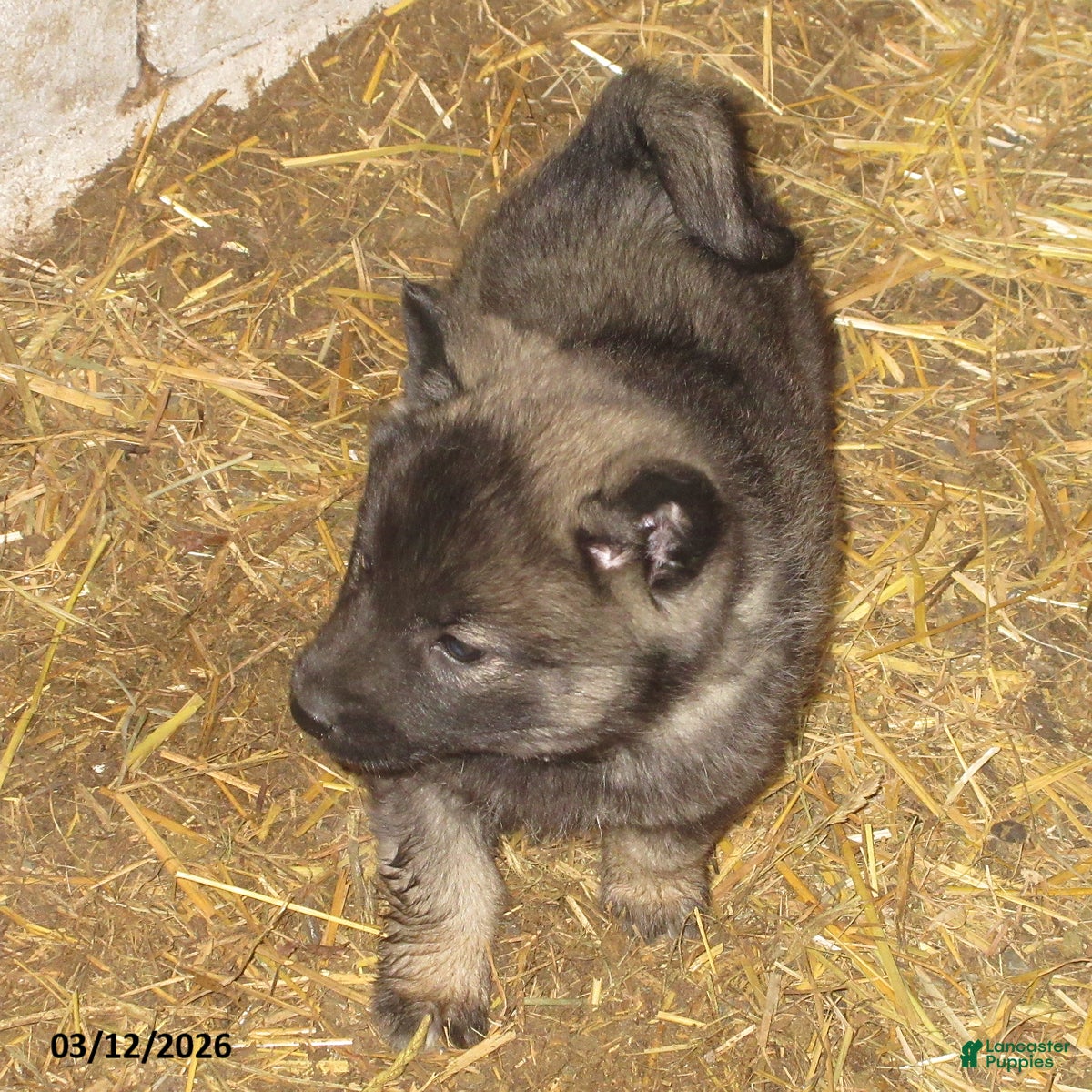 Norwegian Elkhound dogs Frankie - Ad 1