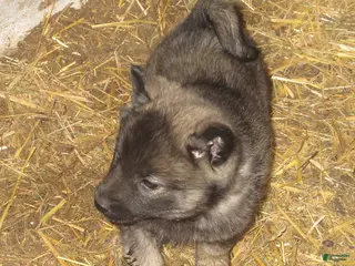 Norwegian Elkhound dogs for sale: Frankie - Ad 1